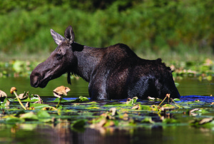 North Idaho Moose