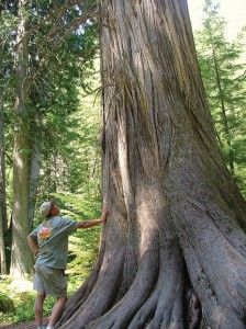 Settlers Grove Giant Cedar Trees